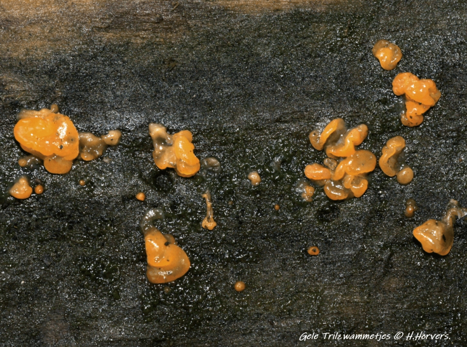 Gele Slijmzwammetjes - Schimmels - Gele Slijmzwammetjes , waarschijnlijk Trilzwammetjes