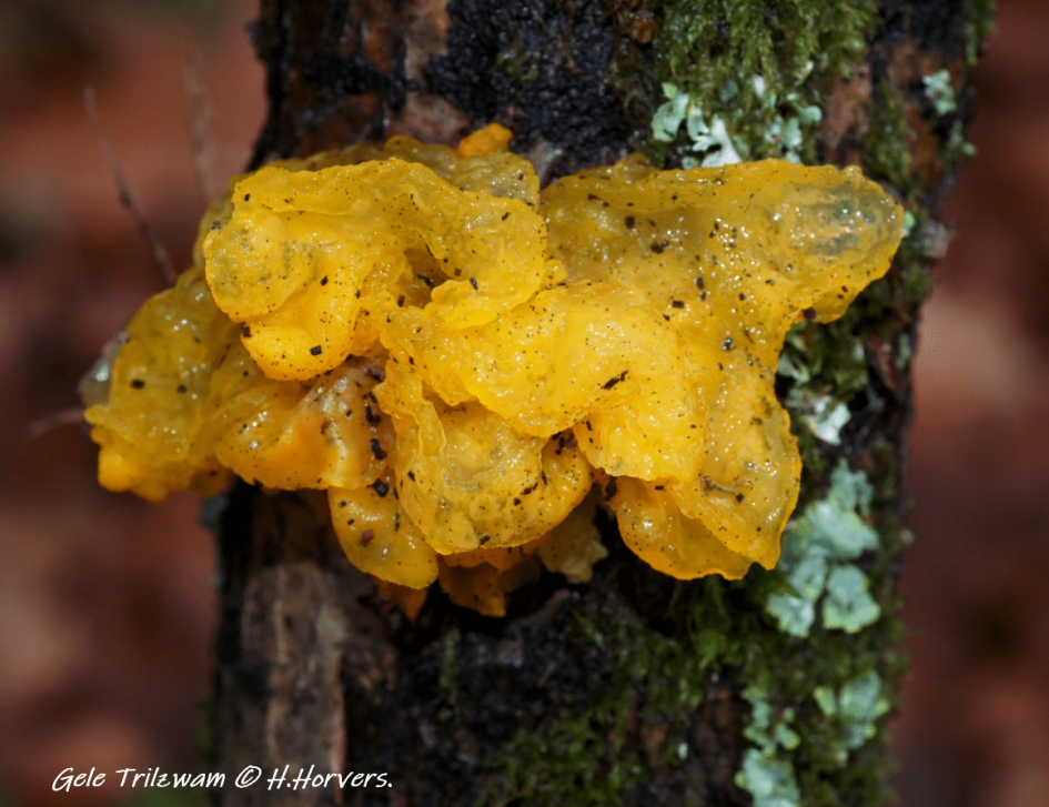 Gele Trilzwam. - Schimmels - Gele Trilzwam.