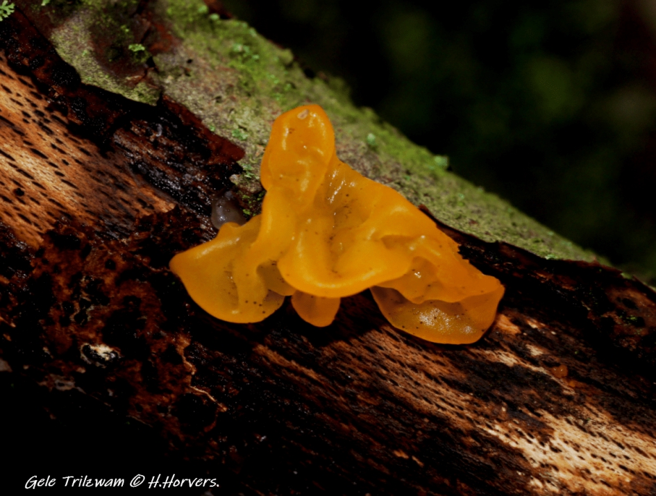 Gele Trilzwam. - Schimmels - Gele Trilzwam.