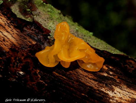 Gele Trilzwam.