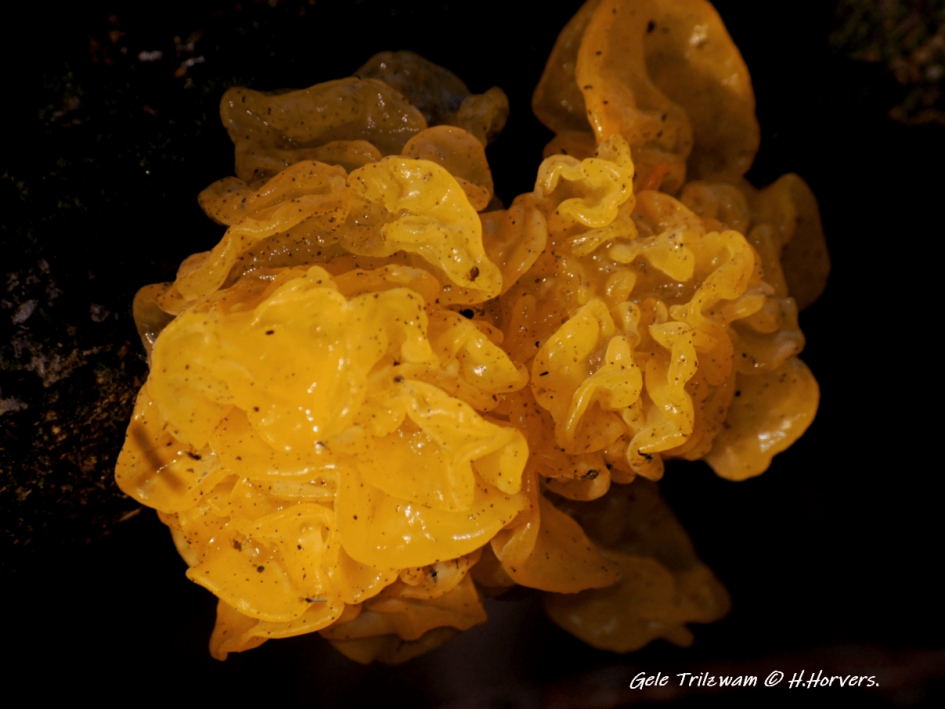 Gele Trilzwam. - Schimmels - Gele Trilzwam.