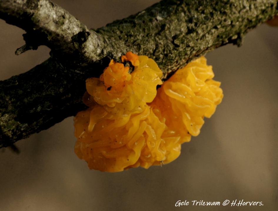 Gele Trilzwam. - Schimmels - Gele Trilzwam.