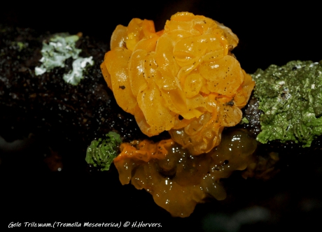Gele Trilzwam.