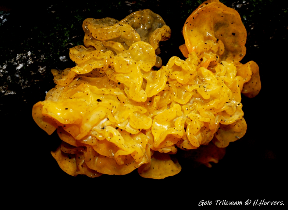 Gele Trilzwam. - Schimmels - Gele Trilzwam.