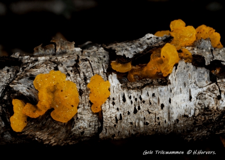 Gele Trilzwammen.