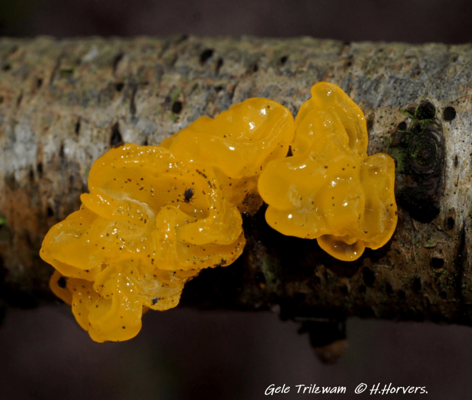 Gele Trilzwammen. - Schimmels - Gele Trilzwammen.