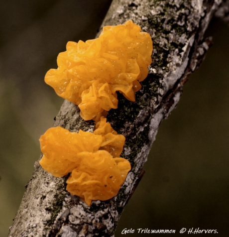 Gele Trilzwammen.