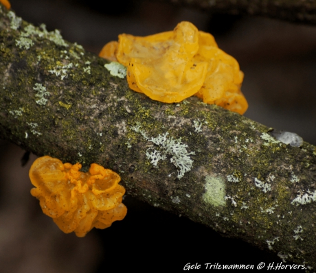 Gele Trilzwammen.