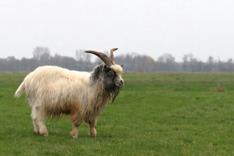 geruisloze "grasmaaier'' - Zoogdieren - Nederlandse landgeit
