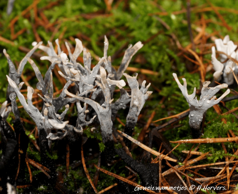 Geweizwammetjes. - Schimmels - Geweizwammetjes.