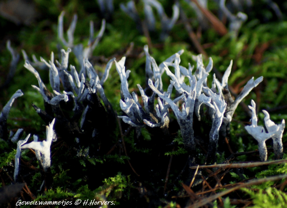 Geweizwammetjes. - Schimmels - Geweizwammetjes.