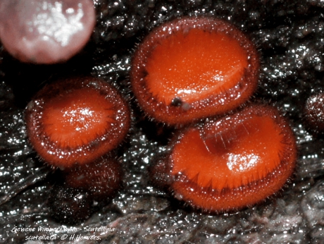 Gewone Wimperzwam-Scutellinia scutellata .