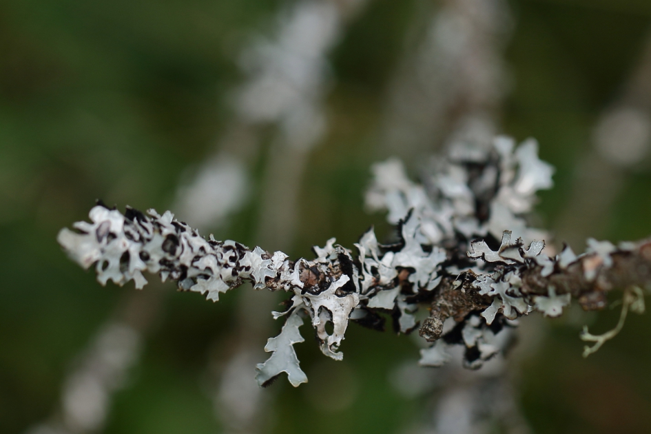 gewoon schorsmors - Planten - 