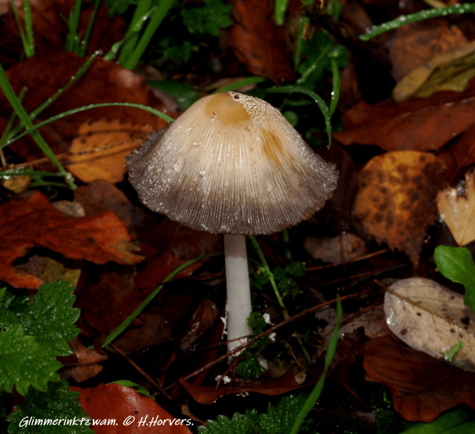 Glimmerinktzwam. - Schimmels - Glimmerinktzwam.