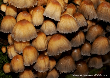 Glimmerinktzwammen.
