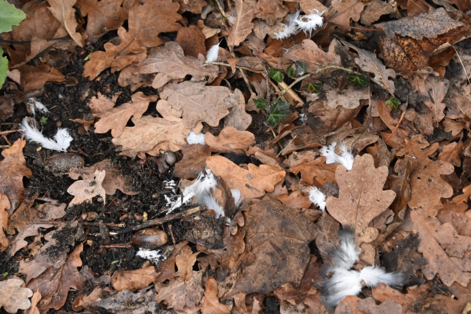 Goed huisgehouden - Vogels - 