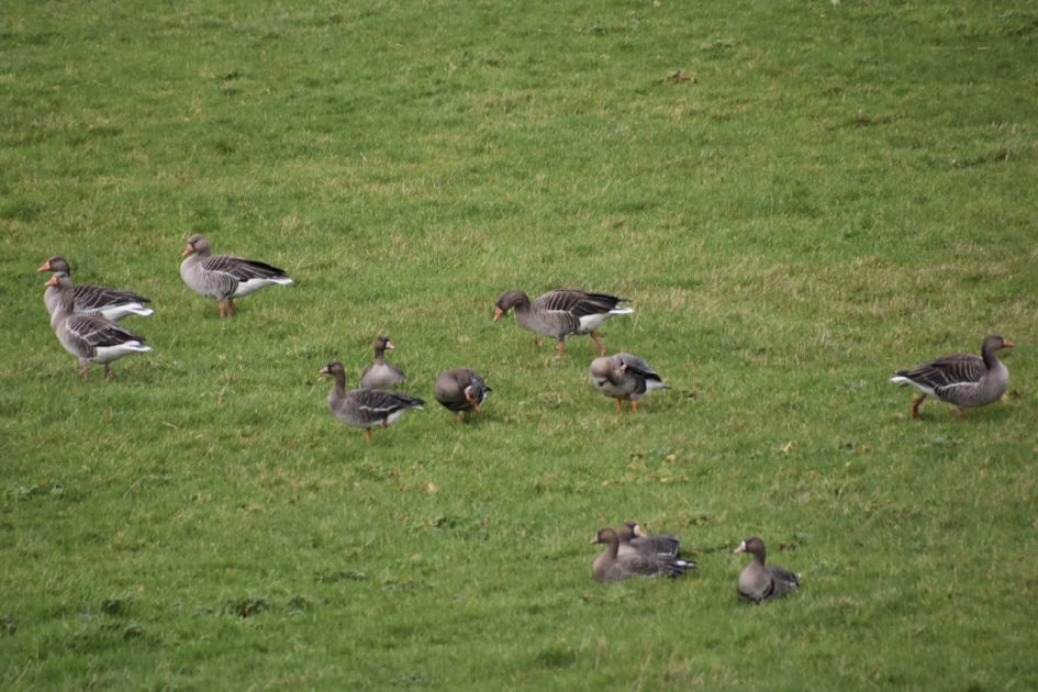 Grauwe en kolganzen - Vogels - 