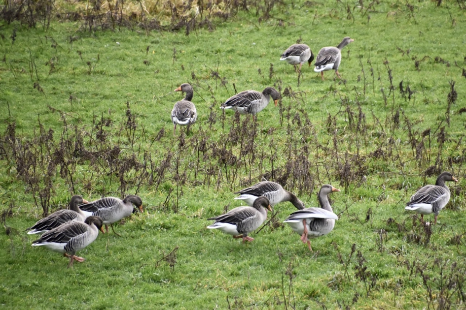 Grauwe ganzen - Vogels - 