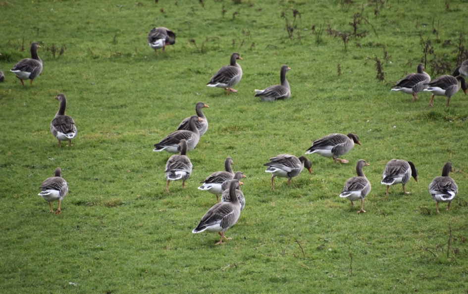Grauwe ganzen - Vogels - 