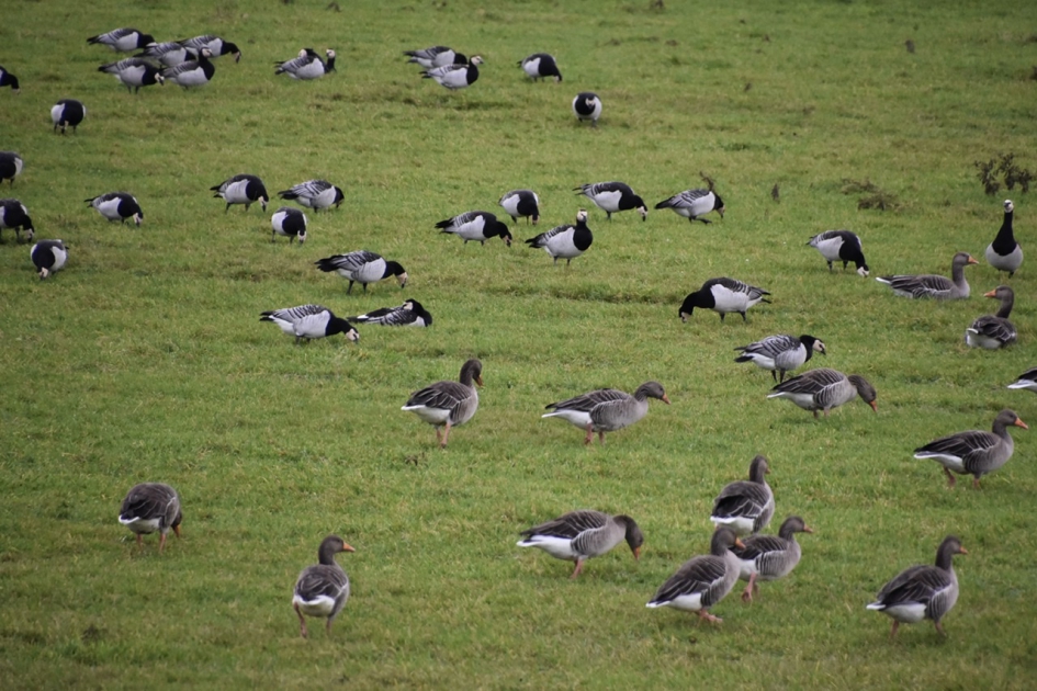 Grauwe ganzen en brandganzen - Vogels - 