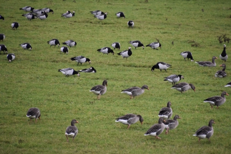 Grauwe ganzen en brandganzen