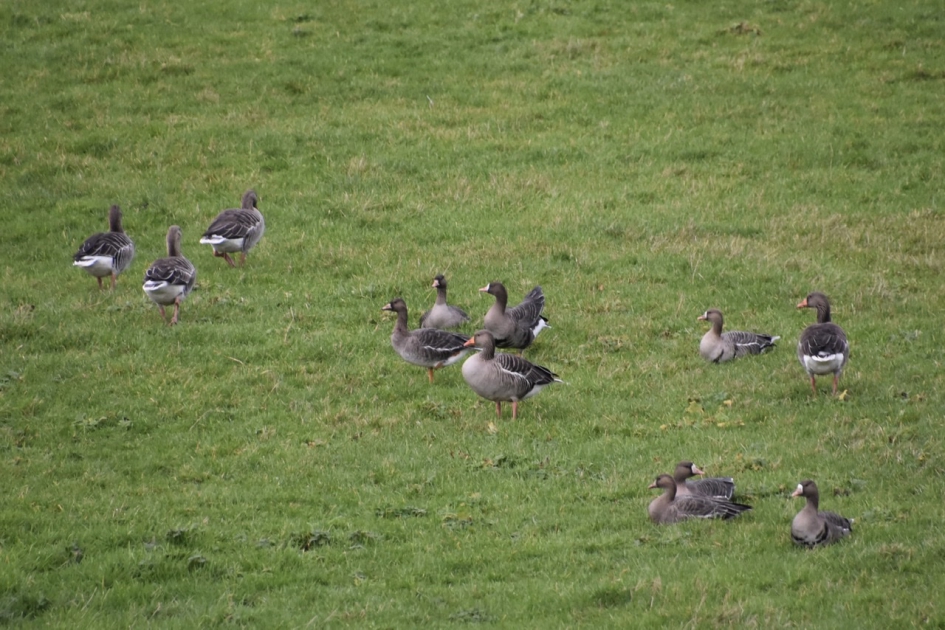Grauwe ganzen en een enkele kolgans - Vogels - 