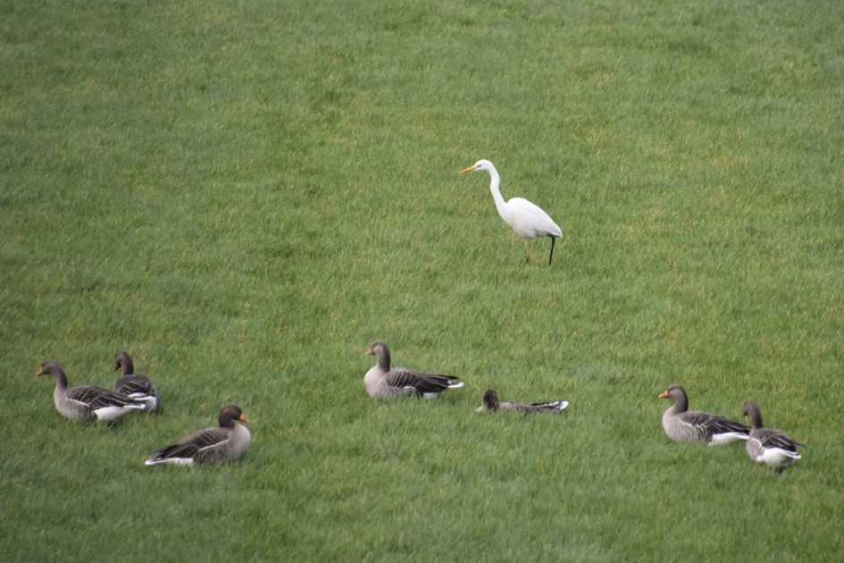 Grauwe ganzen en grote zilverreiger - Vogels - 