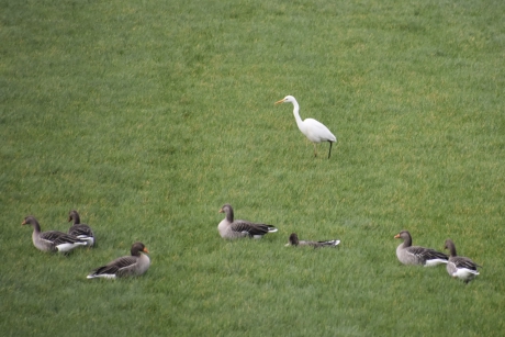 Grauwe ganzen en grote zilverreiger