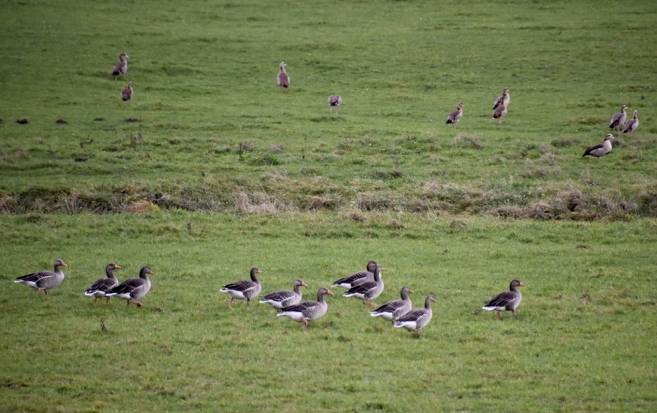Grauwe ganzen en nijlganzen - Vogels - 