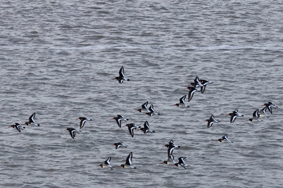 groepsuitje - Vogels - scholekster