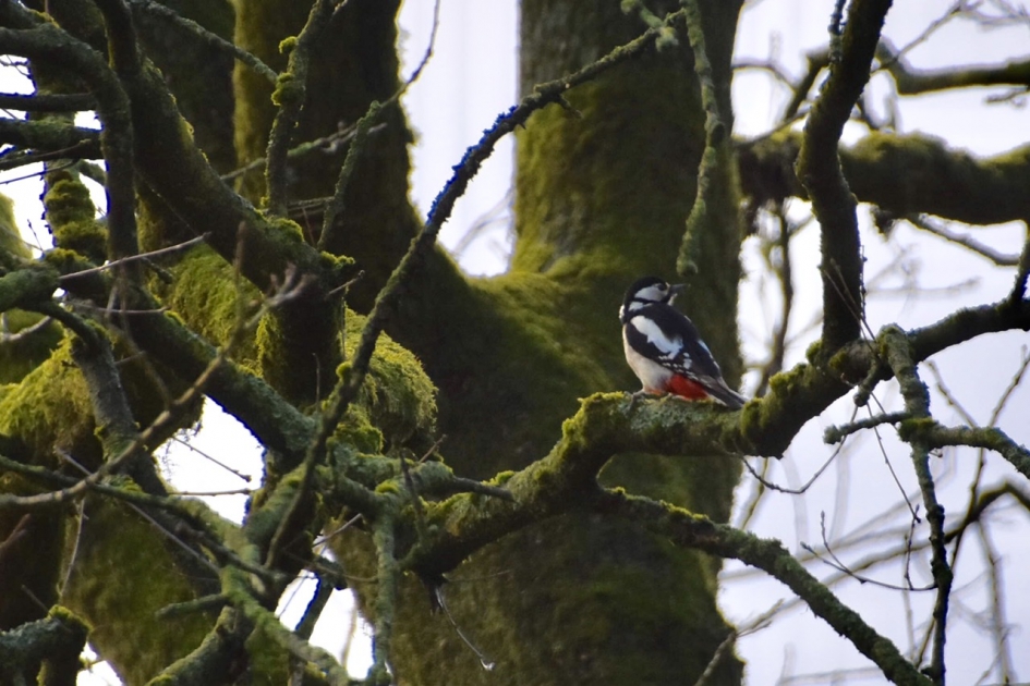 Grote bonte specht - Vogels - 