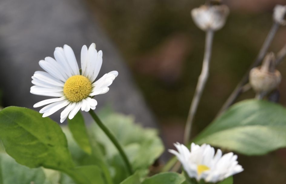 Grote madelief - Planten - 