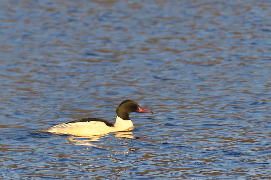 grote zaagbek -m- - Vogels - grote zaagbek