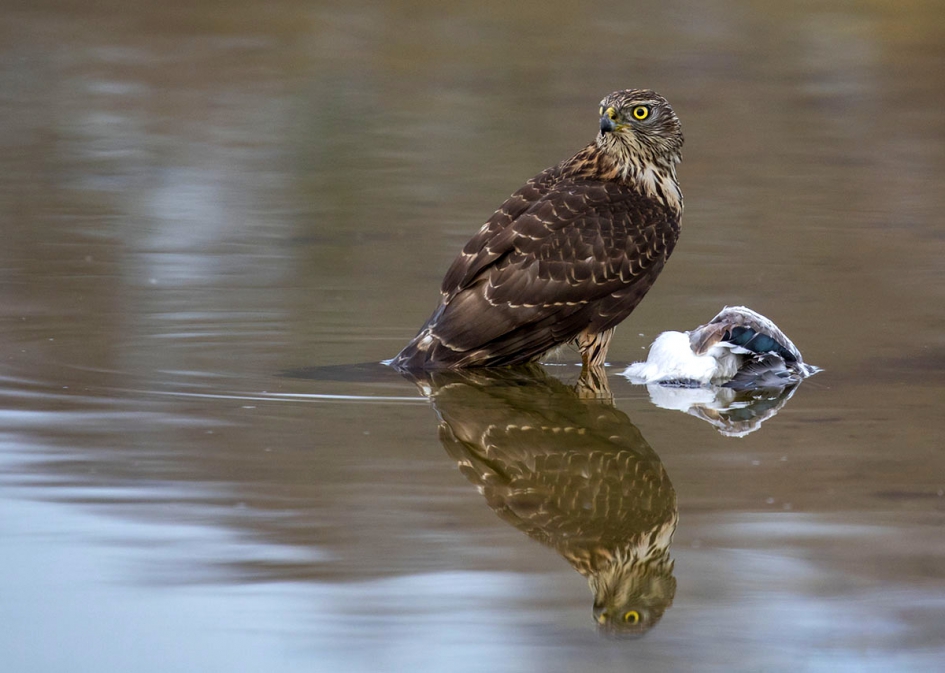 Havik - Vogels - Havik
