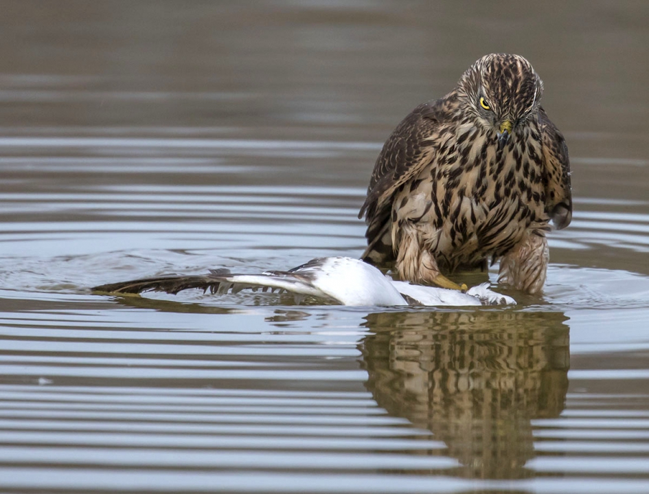 Havik - Vogels - Havik