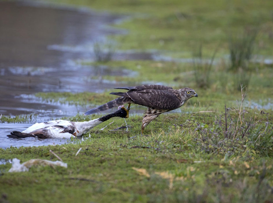Havik v/s Bergeend - Vogels - Havik