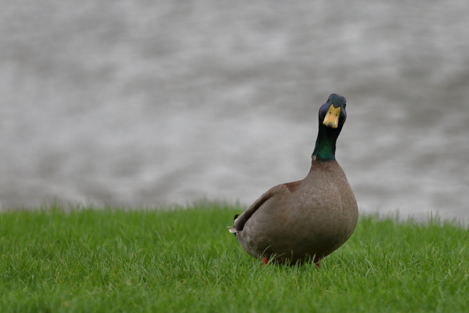 hij kijkt zijn ogen uit.... - Vogels - parkeend