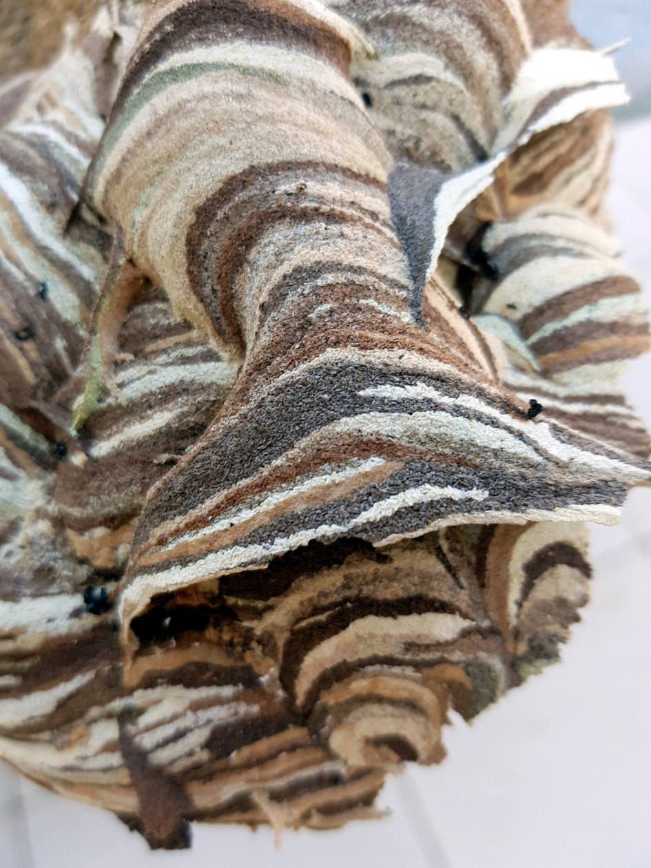 Hoornaar kunst - Geleedpotigen - Hoornaar