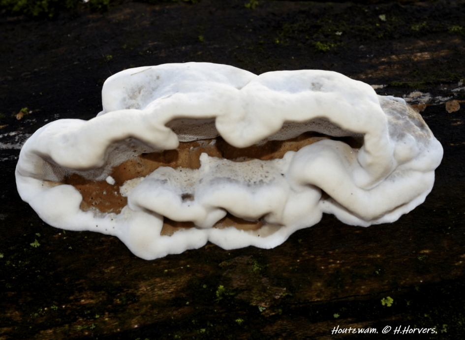 Houtzwam - Schimmels - Houtzwam