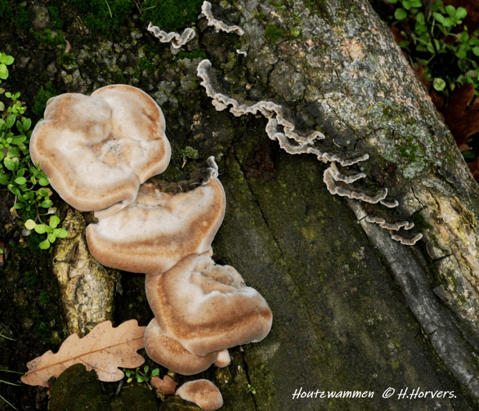 Houtzwammen. - Schimmels - Houtzwammen.