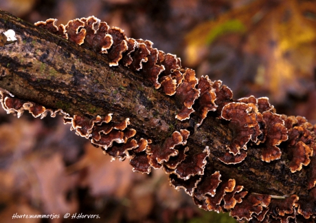 Houtzwammetjes.