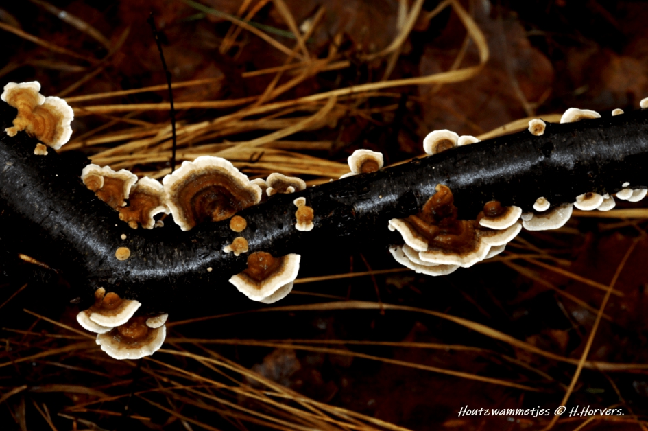 Houtzwammetjes. - Schimmels - Houtzwammetjes.