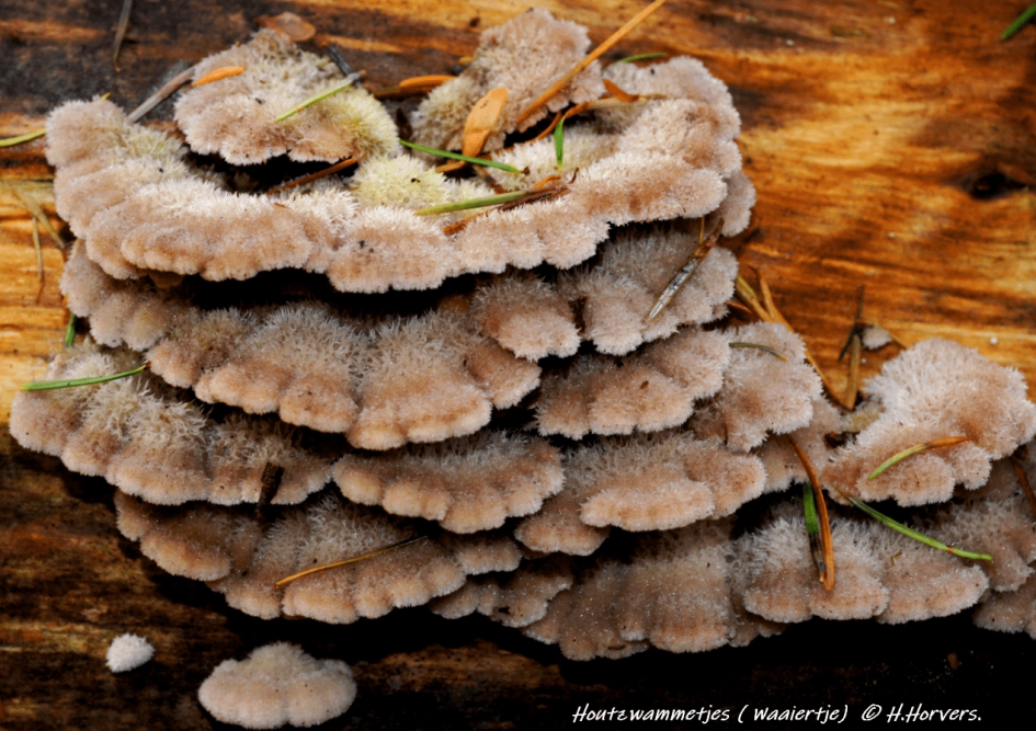 Houtzwammetjes.(waaiertje) - Schimmels - Houtzwammetjes.(waaiertje)