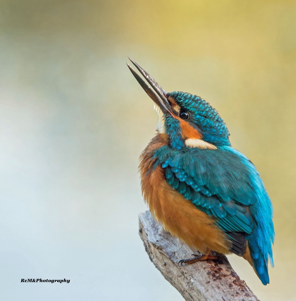 IJsvogel. - Vogels - IJsvogel.