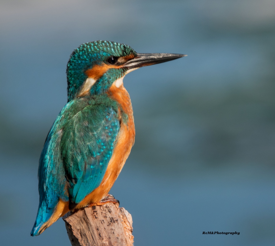 IJsvogel. - Vogels - IJsvogel.