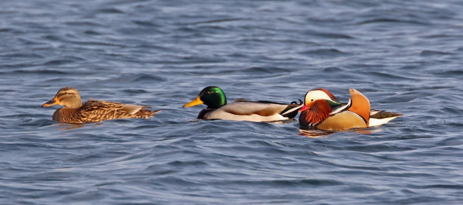Ik sluit gewoon aan.. - Vogels - 