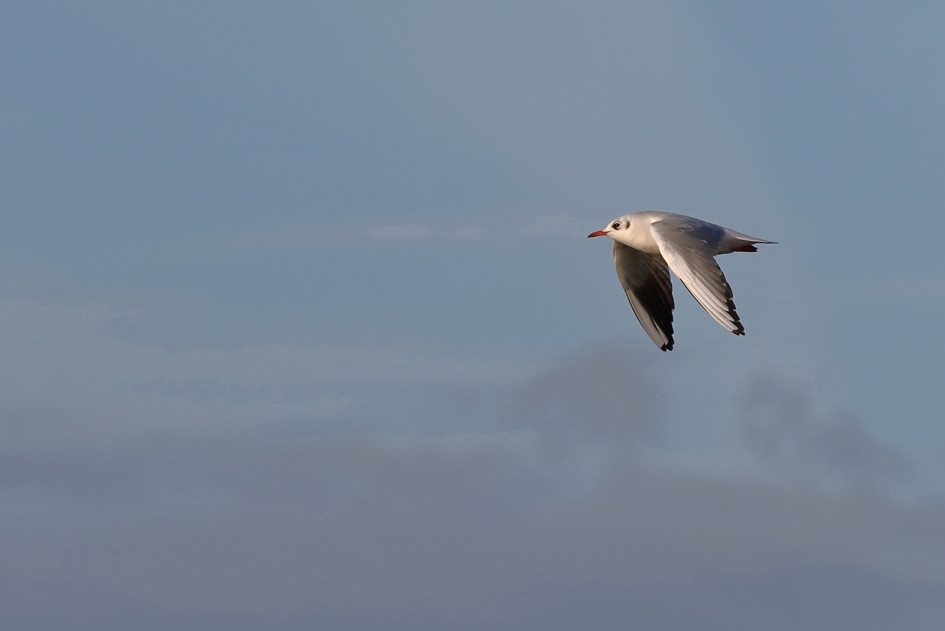 in de wolken - Vogels - kokmeeuw