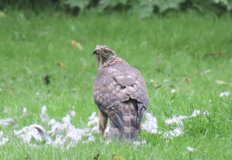 Jonge Havik eet duifje bij de koffie