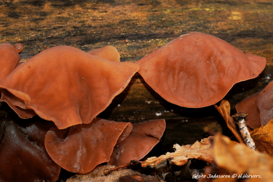Judasoren. - Schimmels - Judasoren.