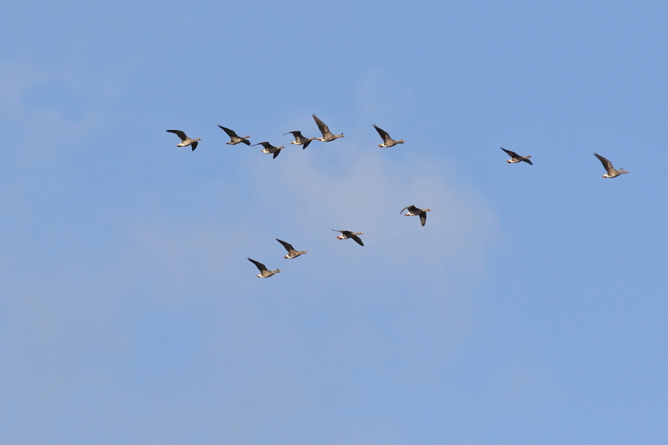 Met een beetje geluk…. - Vogels - kolgans
